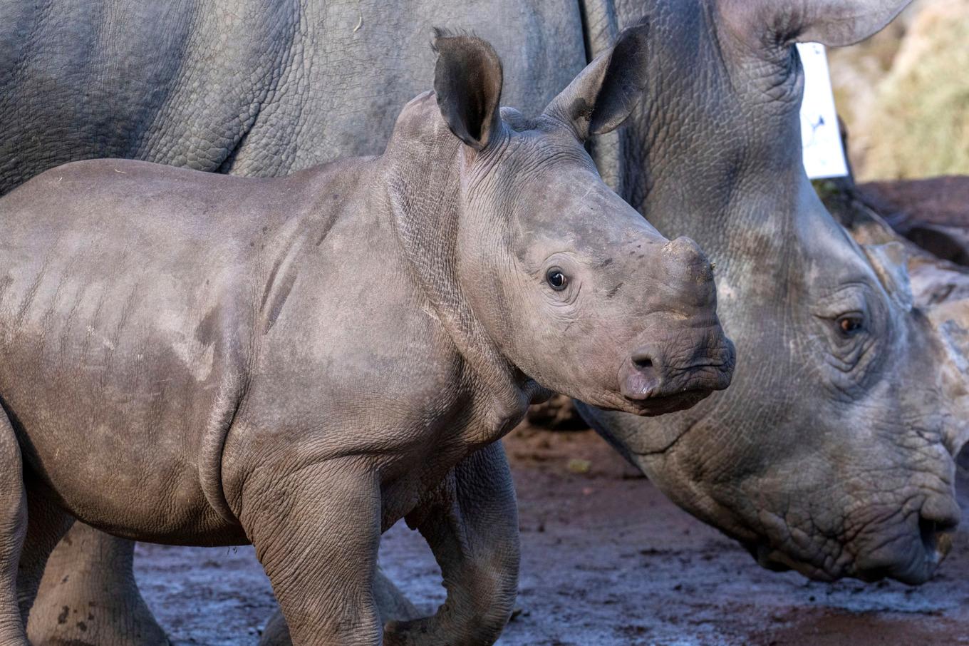 En vit noshörningsunge med sin mamma. Just dessa noshörningar bor på ett zoo i Belgien. Arkivbild. Foto: Marius Burgelman/AP/TT