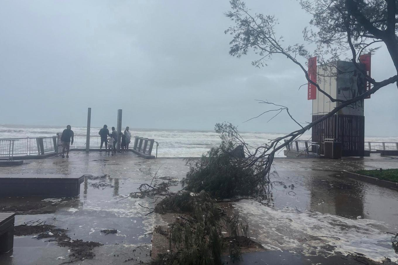 Ett nedfallet träd vid stranden i den australiska staden Gold Coast på lördagen. Foto: John Pye/AP/TT