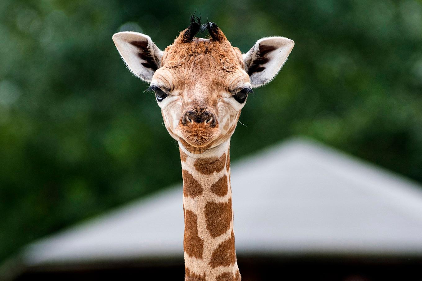 Säg vilken giraffart du tillhör så ska jag säga något om din tarmflora. Arkivbild. Foto: Attila Balazs/AP/TT