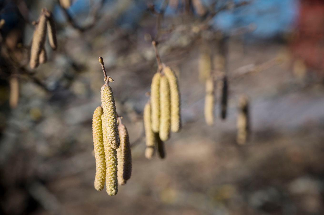 Hassel har på sina håll blommat sedan i januari. Arkivbild. Foto: Mats Schagerström/TT