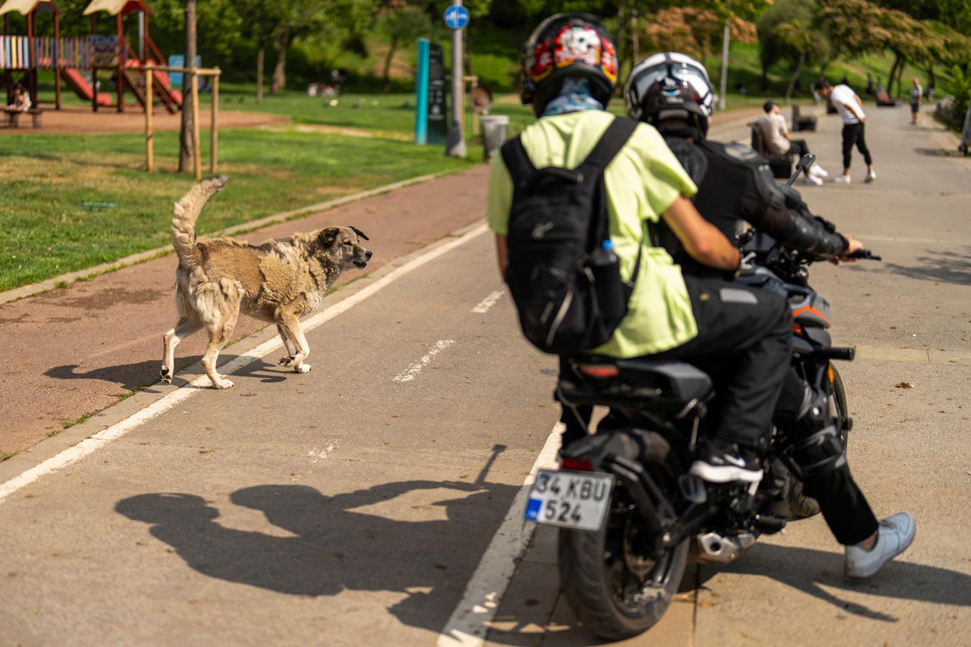 Det finns uppskattningsvis fyra miljoner gatuhundar i Turkiet. Arkivbild. Foto: Francisco Seco/AP/TT