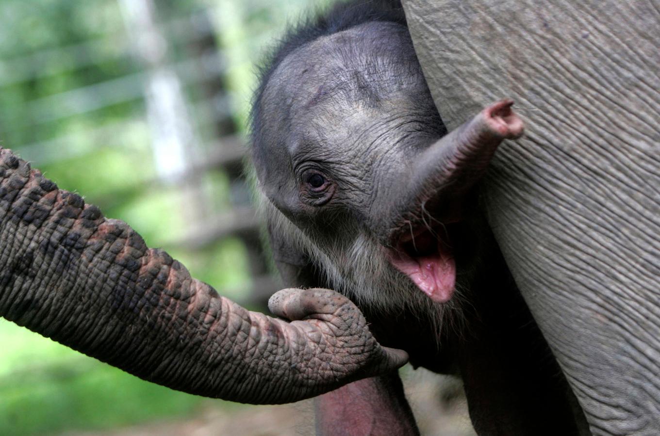 En annan elefantkalv av underarten sumatraelefant. Arkivbild. Foto: Heri Juanda/AP/TT