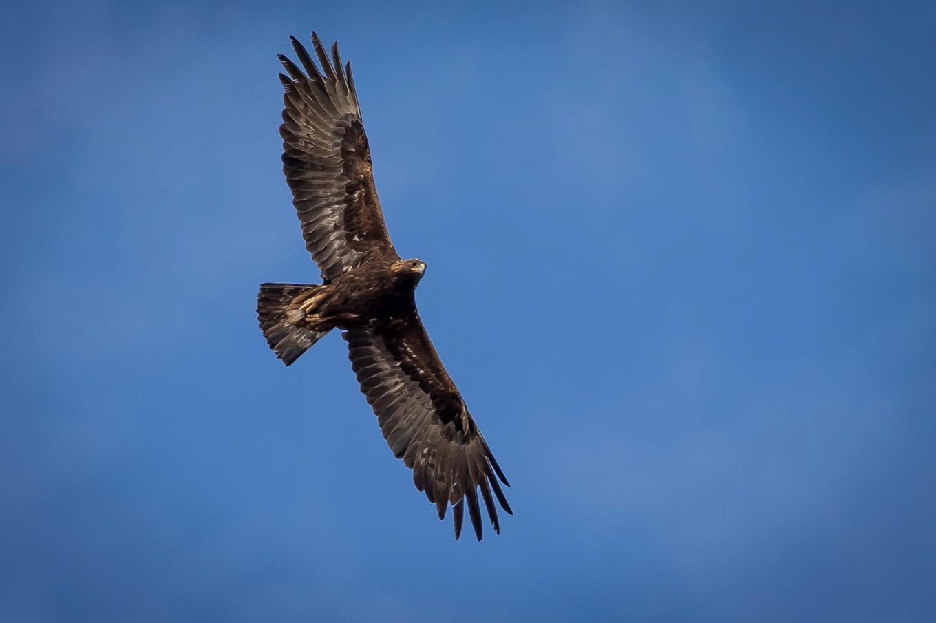 Förra året undersöktes drygt 800 kungsörnrevir i Sverige och 179 lyckade häckningar kunde registreras. Arkivbild. Foto: Spenser Heaps/The Deseret News via AP/TT