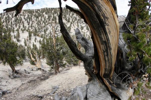 
Urgamla bristlecone-tallar i White Mountains i Inyo National Forest nära Bishop i Kalifornien. Bland dessa träd finns två tallar som är 4 800 respektive mer än 5 000 år gamla. Foto: Gabriel Bouys/AFP/Getty Images                                                