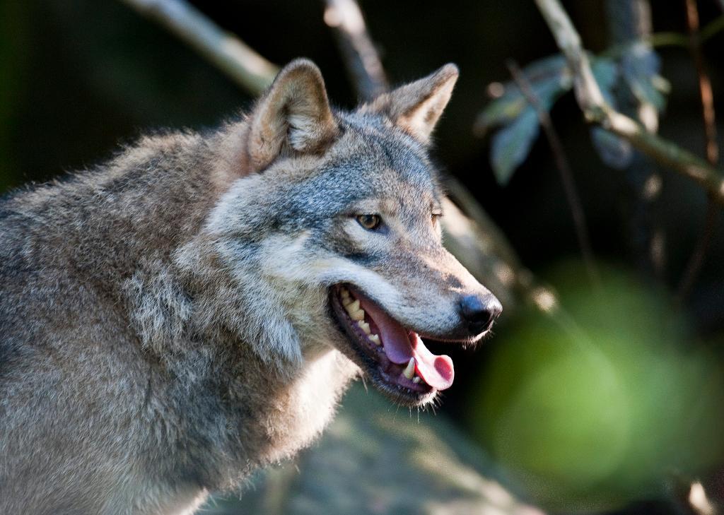 Varg är fortfarande ovanligt Skåne, men har till följd av den växande vargstammen blivit vanligare. (Foto: Arkivbild.
Jonas Ekströmer / TT)