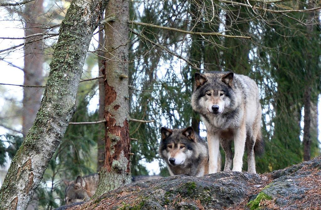 Länsstyrelsen i Dalarna har beslutat att bevilja licensjakt på sex vargar inom Orsenreviret. (Foto: Anders Wiklund/TT-arkivbild)