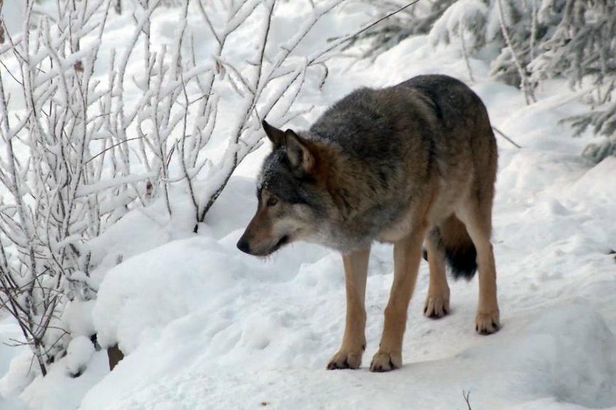 
Vargstammen i Sverige har inte återhämtat sig. Foto: AP/TT-arkivbild                                            