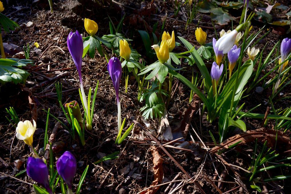 
Vårblommor, krokus och vintergäck. Foto: Janerik Henriksson/TT. Arkivbild.                                            