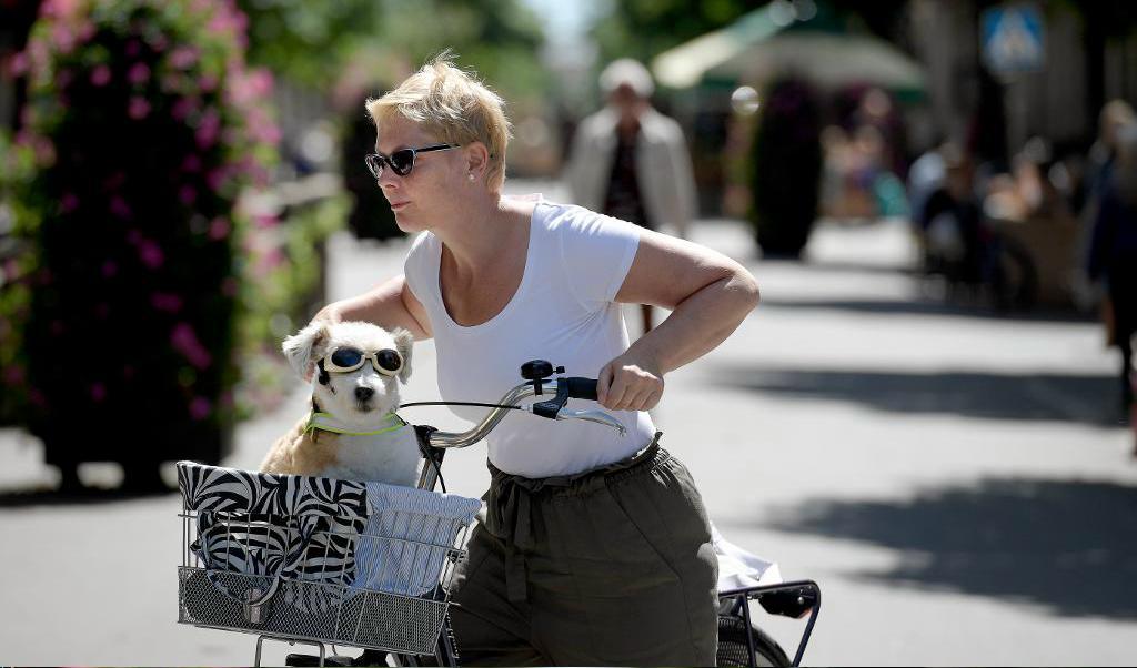 Cykelflödena har ökat under en tioårsperiod, men det har inte hänt så mycket med hastigheterna, enligt VTI. TT-arkivbild.