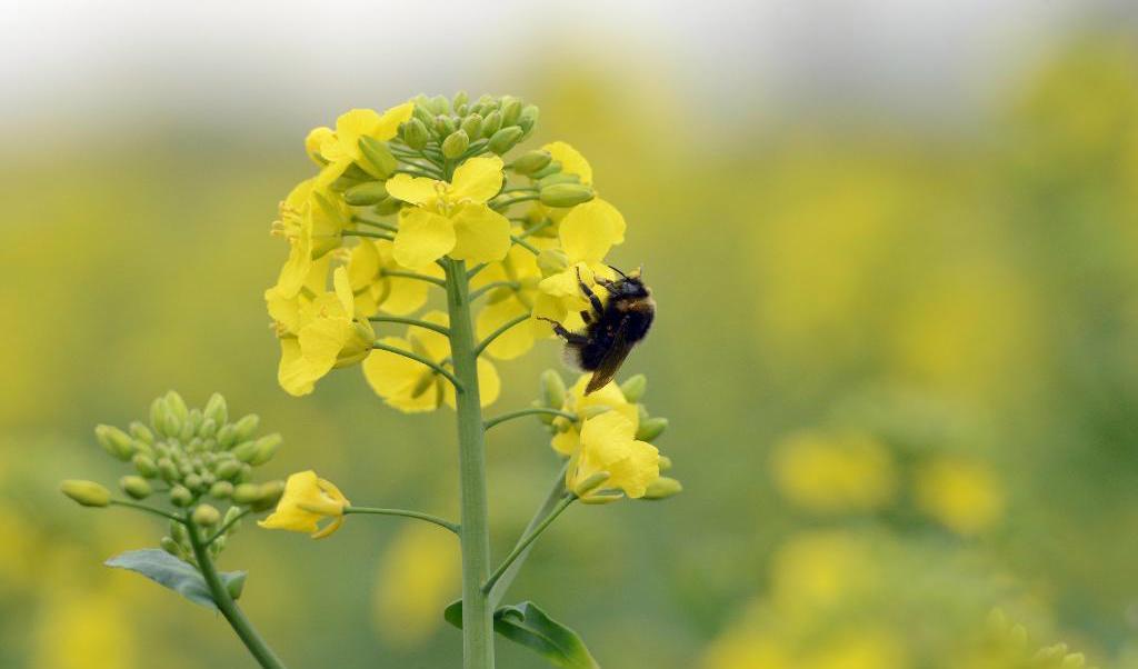 
Bekämpningsmedlet neonikotinoid, som används för att skydda raps, försämrar fortplantingsförmågan hos humlor och bin. Foto: TT-arkivbild                                            