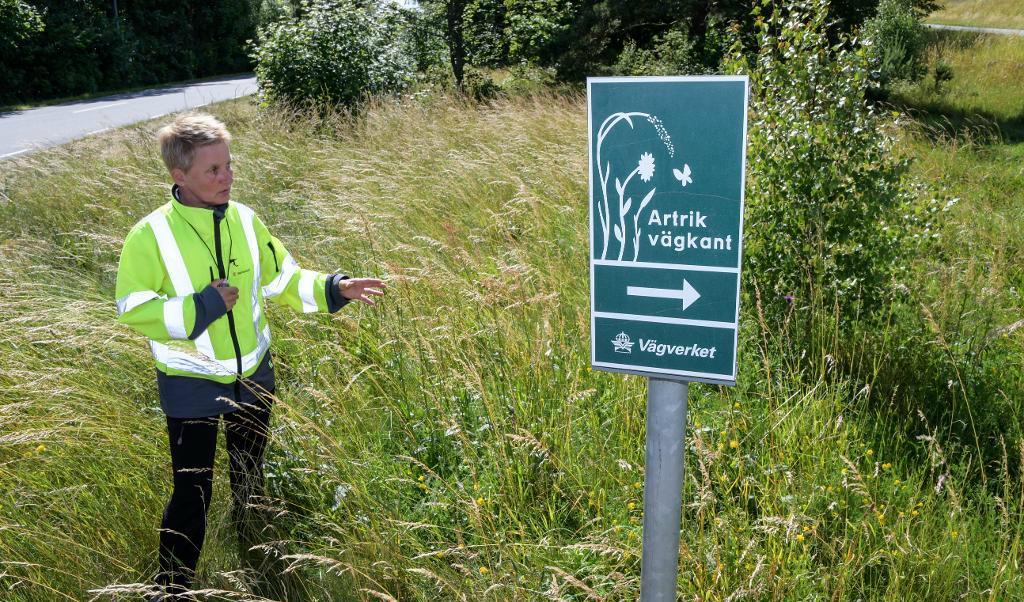 
Trafikverkets miljöspecialist Eva Ditlevsen vid en skylt som meddelar "Artrik vägkant" vid trafikplats Maglehem på Österlen. Foto: TT                                            