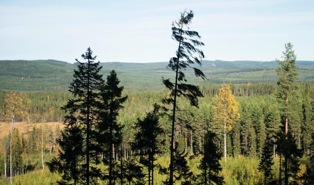 Nordiska skogsägare kämpar i motvind när det gäller att övertyga övriga EU om hur skogsbruk och klimatarbete kan kombineras. Arkivbild. Foto: Fredrik Sandberg/TT