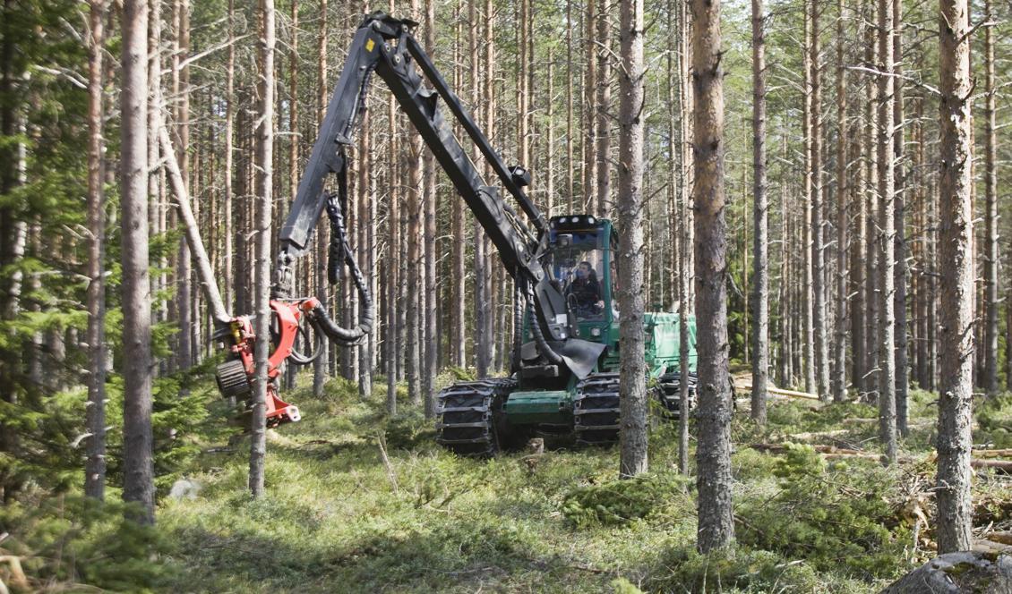 Skogsstyrelsen avråder från alla typer av skogsbruk i områden med mycket hög eller extrem brandrisk. Foto: Johan Gunséus/TT-arkivbild