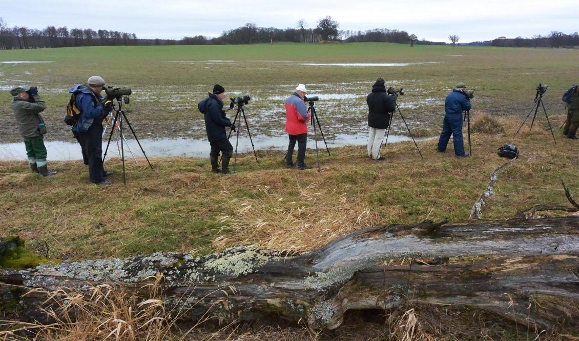 Mängder av fågelskådare begav sig till Skutskär på julafton för att få syn på en rostsparv. Bilden är tagen vid ett annat tillfälle. Foto: Johan Nilsson/TT-arkivbild