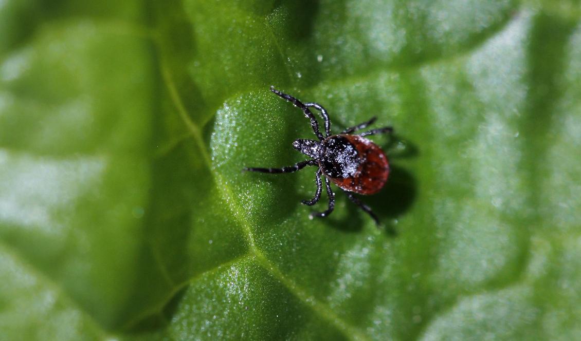 Flera kryp vaknar av den tidiga vårvärmen, bland annat fästingar, myror och humlor. Foto: Erlend Aas/NTB/TT-arkivbild