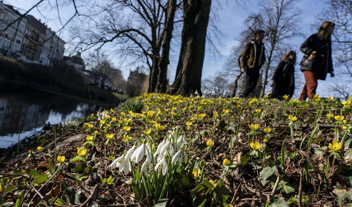 Snödroppar och vintergäck i Malmö under helgen som gick. Foto: Johan Nilsson/TT