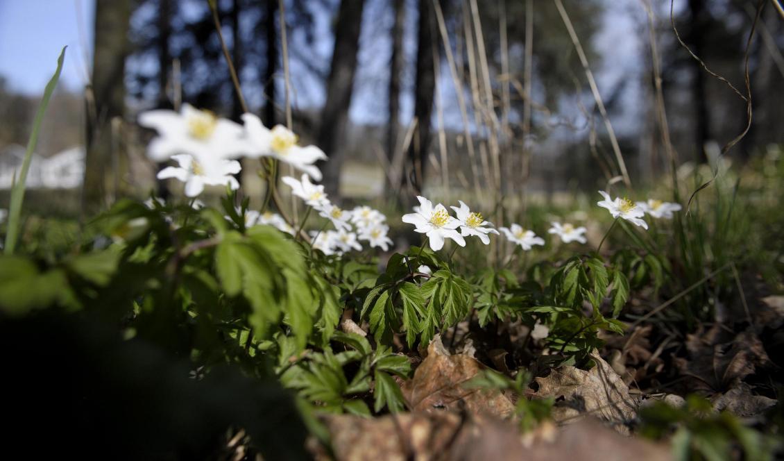 Vitsippsjakt? Passa på under lördagen. Foto: Janerik Henriksson/TT-arkivbild