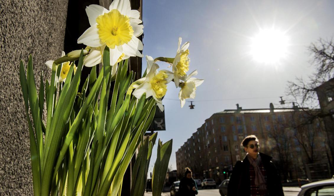 Alla som väntar på vårvärme får hålla ut lite till. Foto: Tomas Oneborg/SvD/TT-arkivbild