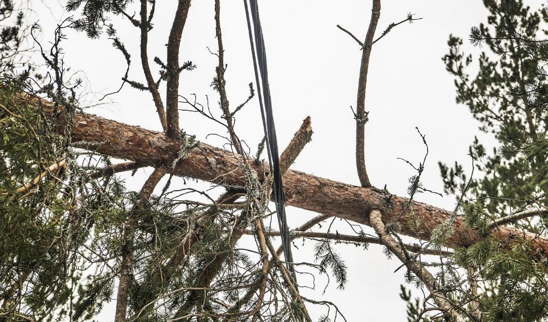 Vattenfall krävs på en företagsbot efter en dödsolycka i samband med en storm 2018. Foto: Tomas Oneborg/SvD/TT-arkivbild