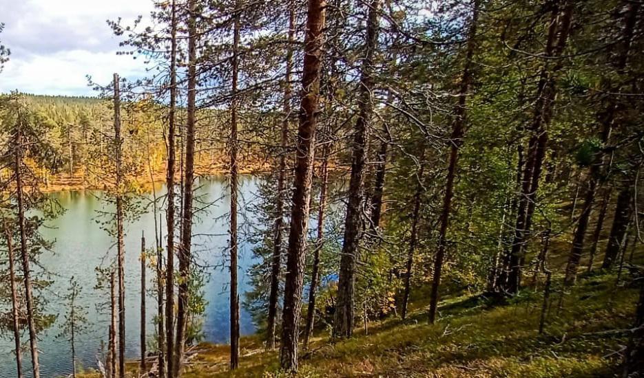 
Det börjar bli brist på svenska trävaror. Lagren hos de svenska sågverken är rekordlåga. Foto: Bilbo Lantto                                            