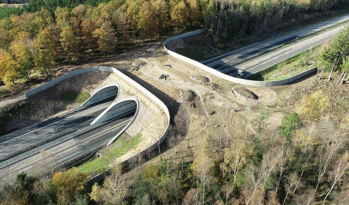 Efter drygt tio månader har ekodukten på Hallandsåsen nu färdigställts. Syftet är att djur på ett säkert sätt ska kunna ta sig över vägen. Foto: Trafikverket