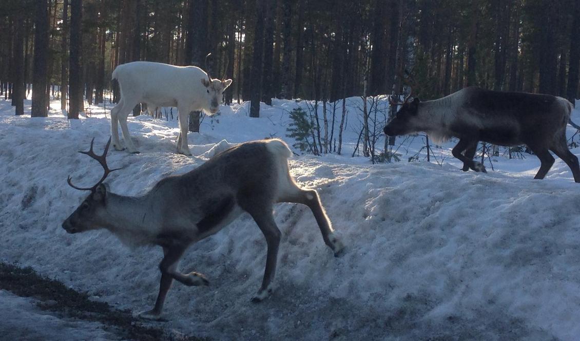 Renskötsel och kåtor är kanske det som en utomstående spontant tänker på när det gäller samer men den samiska kulturen innehåller mycket mer. Foto: Eva Sagerfors