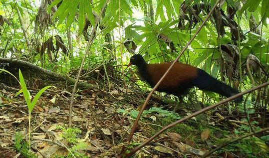 Den svartnackade fasanduvan förekommer enbart på ön Fergusson i D'Entrecasteaux-öarna, sydost om Papua Nya Guinea. Foto: Foto: Doka Nason/American Bird Conservancy/TT