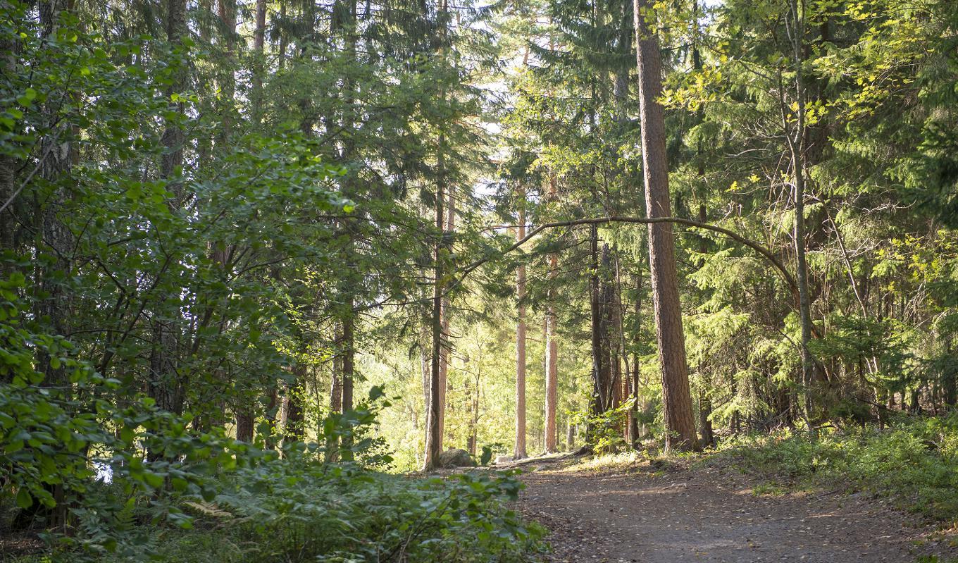 I närheten av Älta naturreservat i Nacka hittade en förskoleklass ett vapen gömt under en sten. Ett av barnen gick omkring med vapnet tills förskolepedagogen upptäckte det. Foto: Nacka Kommun