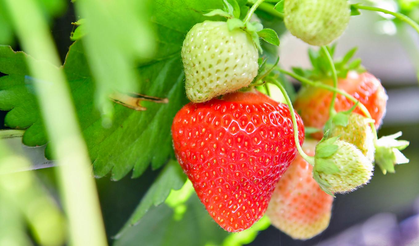 Förutsättningarna för jordgubbar inför midsommar är i balans i landet, enligt LRF. Arkivbild. Foto: Jonas Ekströmer/TT