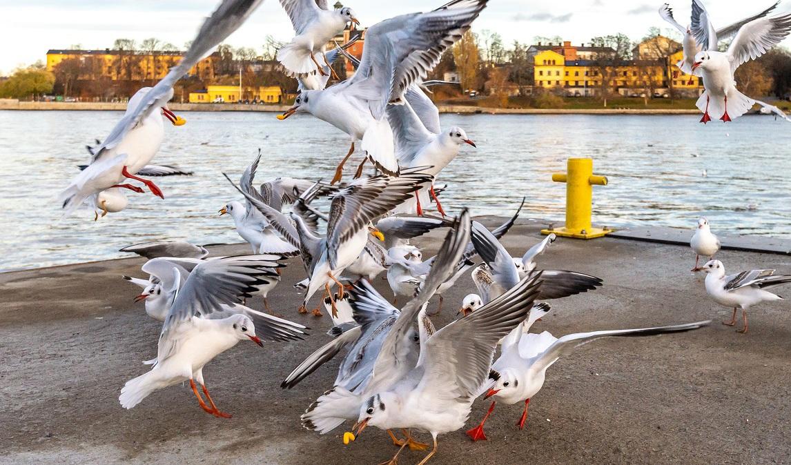 Hundratals skrattmåsar har hittats döda vid Kalmar slott. I stadsparken har man hittat sjuka fåglar. SVA misstänker att det är den smittsamma sjukdomen fågelinfluensa. Foto: Frankie Fouganthin/CC BY-SA 4.0