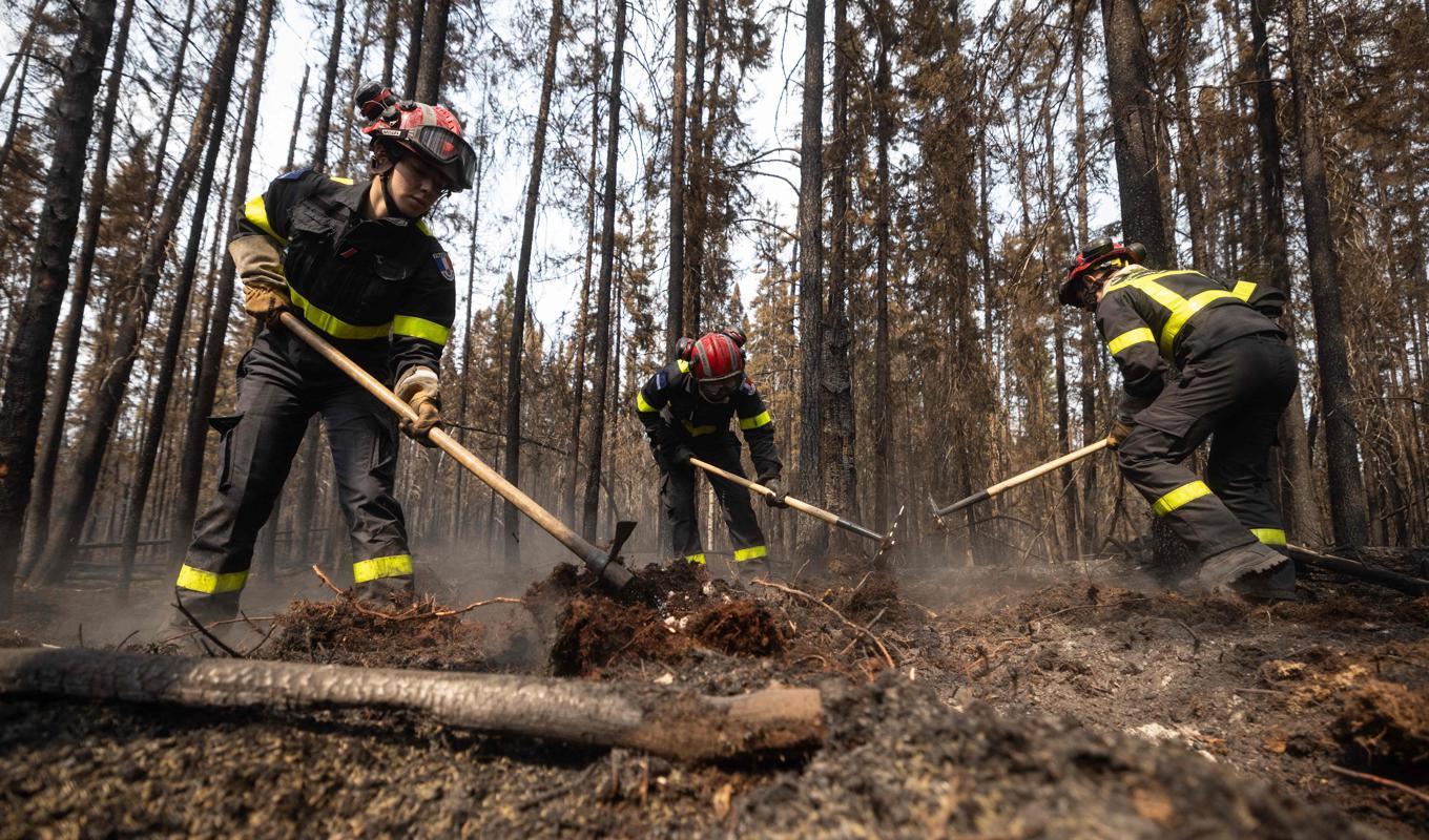 Brandmän bekämpar en skogsbrand i delstaten Quebec i Kanada. I år har bränderna varit allvarliga och många skyller på klimatförändringar. Foto: Quentin Tyberghien/AFp via Getty Images