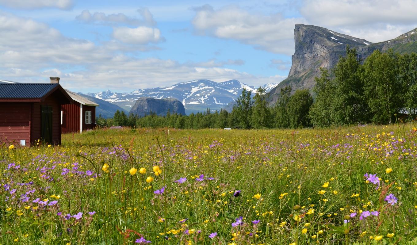 Porten till Sarek, med fjället Nammásj i mitten och Skierfe till höger, utgör en klassisk bild från Aktses slåtteräng. Foto: Eva Sagerfors