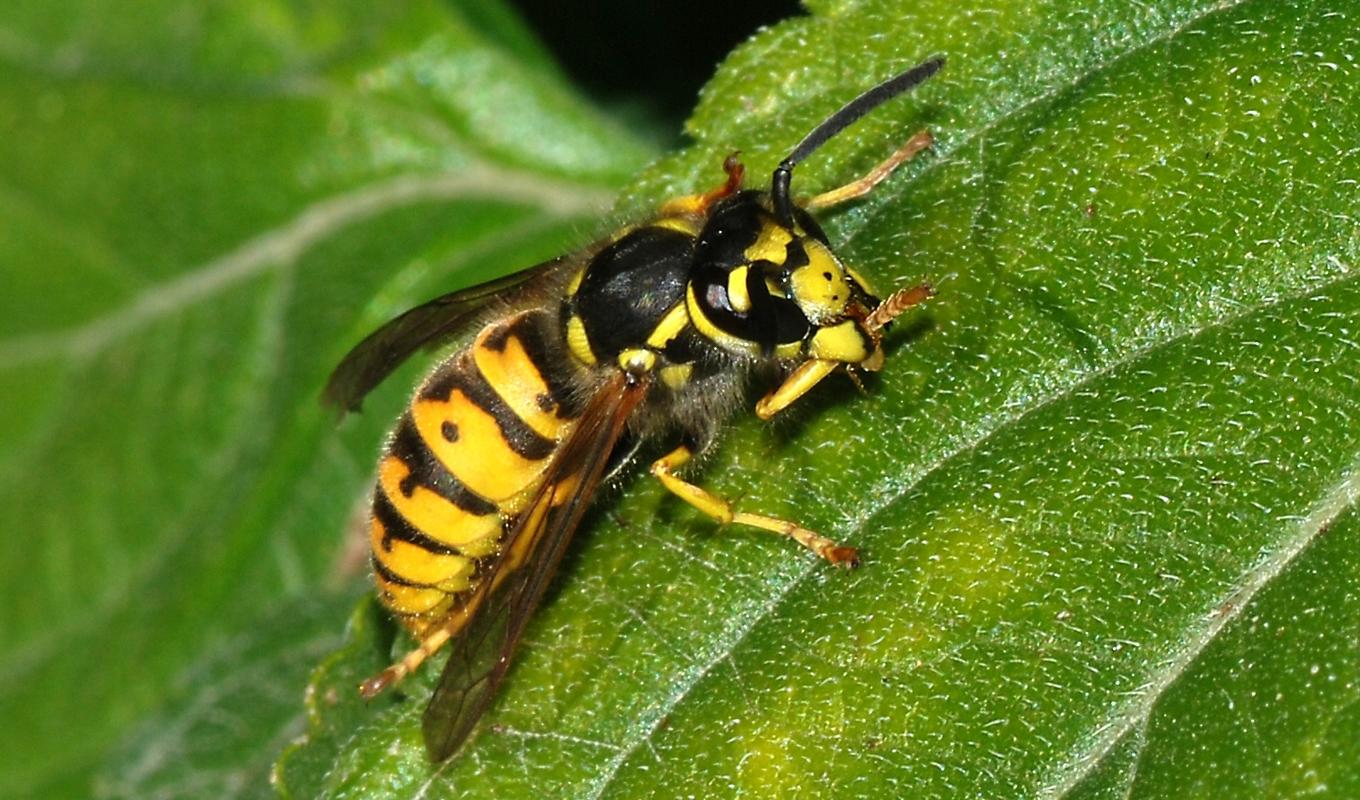 Getingar är viktiga för ekosystemet så om man har ett getingbo i närheten och boet inte innebär en allvarlig störning så bör man låta det vara. Foto: Alvesgaspar Creative Commons