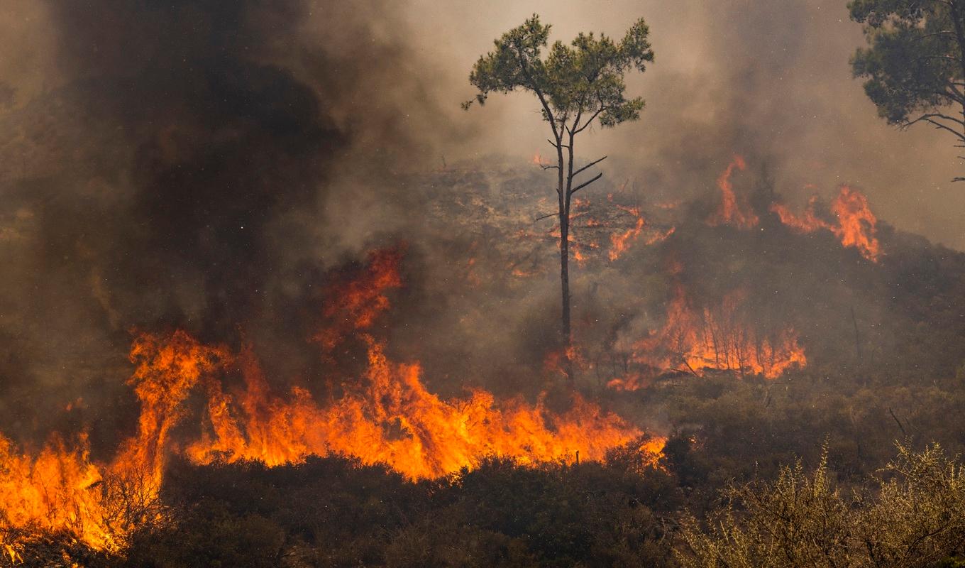 En brand i Apollana i Rhodos i Grekland den 27 juli. Foto: Dan Kitwood/Getty Images