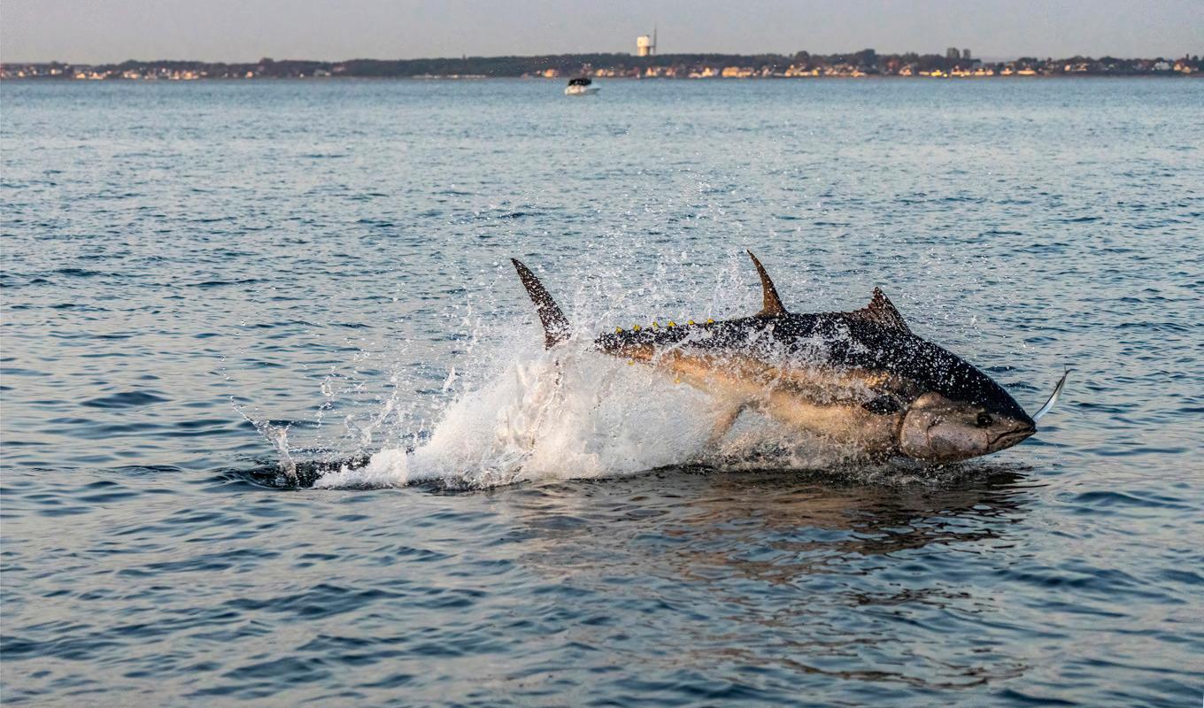 Atlantisk tonfisk i Öresund kan ses hoppa. Foto: Lars Åge Laursen/TT