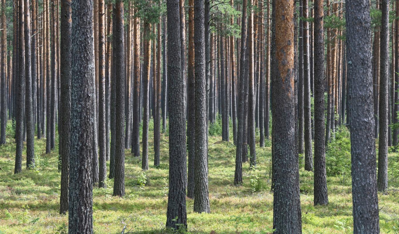 Köpa skog? Under första halvåret 2023 varierar prisutvecklingen, uppger LRF-delägda Ludvig|&|Co. Arkivbild. Foto: Fredrik Sandberg/TT