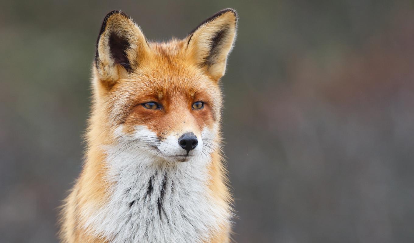 Vägen är som gjord för att fara vidare utan eftertanke – och kvar längs vägen ligger vårt samvete. Foto: Shutterstock