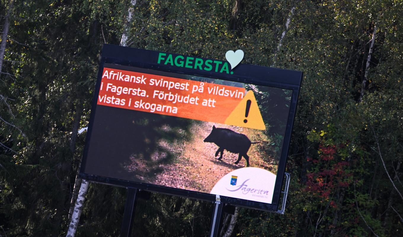 I Fagersta varnas det för att visats i skogarna med anledning av utbrottet av afrikansk svinpest. Arkivbild. Foto: Pontus Lundahl/TT