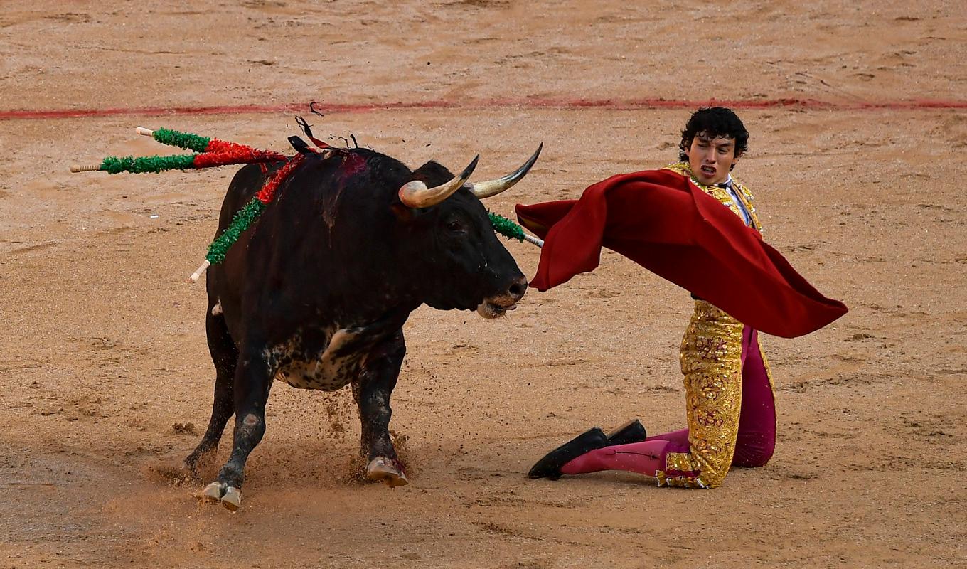 Tjurfäktning under San Fermín-festivalen i Pamplona i år. Arkivbild. Foto: Alvaro Barrientos/AP/TT