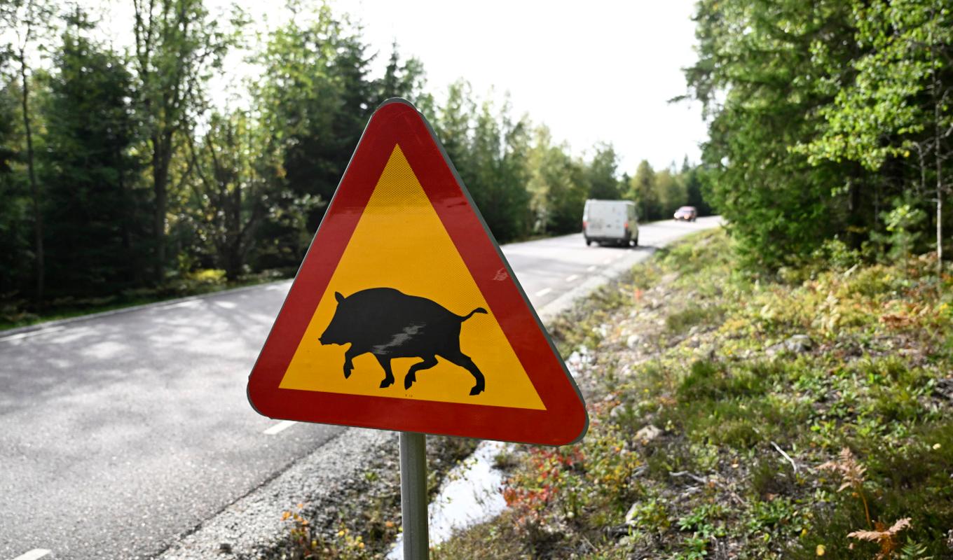 Svinpest har brutit ut i Fagersta och risk för smitta uppskattas finnas inom en zon på nästan 1 000 kvadratkilometer i Västmanland och Dalarna. Foto: Pontus Lundahl/TT