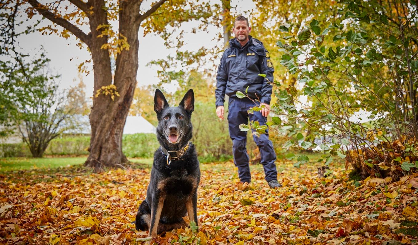 Krogstorps Sky med förare Magnus Stenlilja. Sky är årets polishund. Foto: Jan-Erik Lindqvist