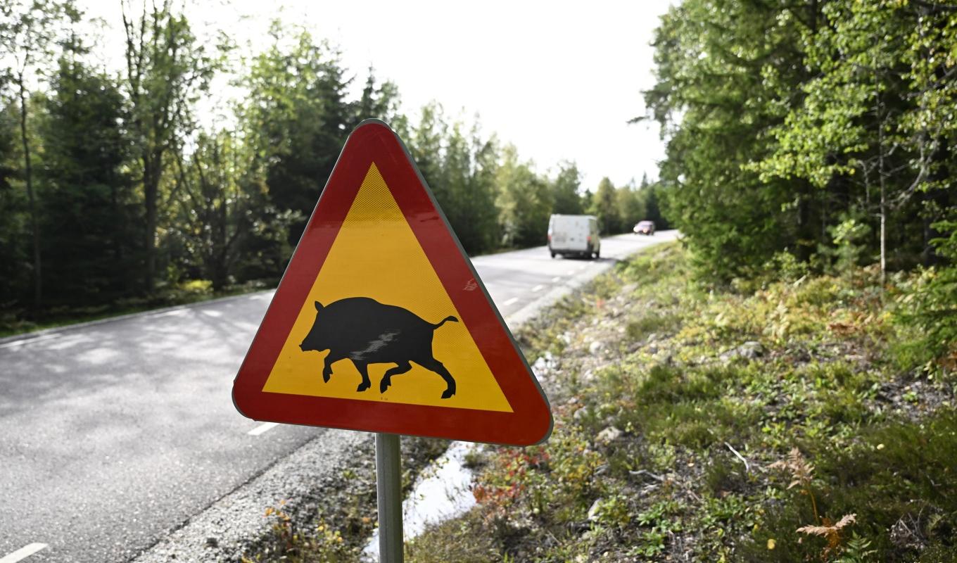 Inga vildsvin smittade med afrikansk svinpest har påträffats utanför det område där smittan upptäcktes. Arkivbild. Foto: Pontus Lundahl/TT