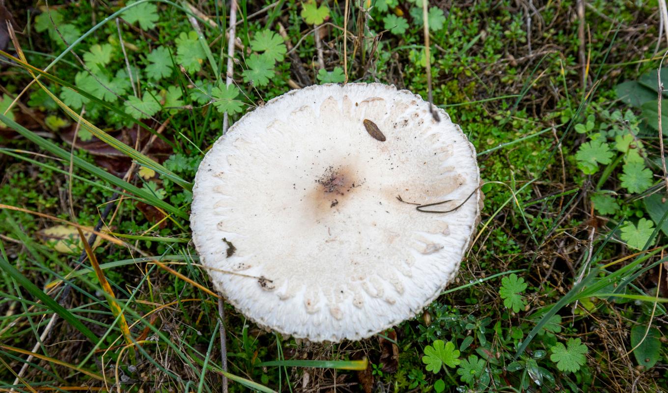 Många giftiga svampar är lätt att förväxla med andra, ätliga, sorter. Arkivbild. Foto: Martina Holmberg/TT