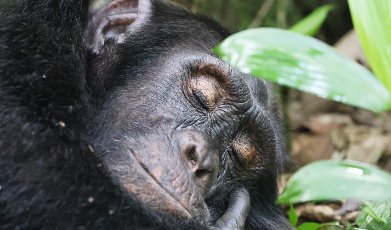 En schimpans i Uganda som kommit till ro, kanske efter en massage. Foto:Public Domain