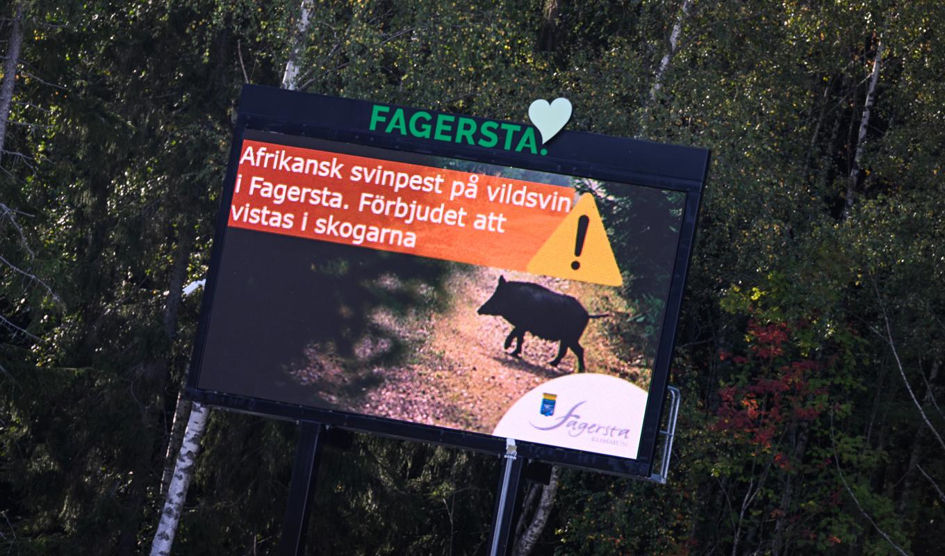 Skylt i Fagersta uppsatt med anledning av utbrottet av afrikansk svinpest. Arkivbild. Foto: Pontus Lundahl/TT