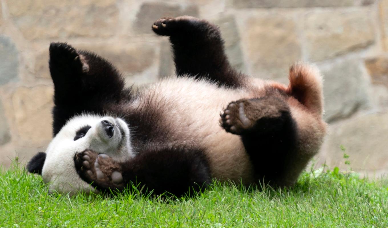 Jättepandan, treårige Xiao Qi Ji har tillsammans med sina föräldrar Mei Xiang och Tian Yian lämnat Smithsonian National Zoo och rest hem till Kina. Arkivbild från september i år. Foto: Jose Luis Magana/AP/TT