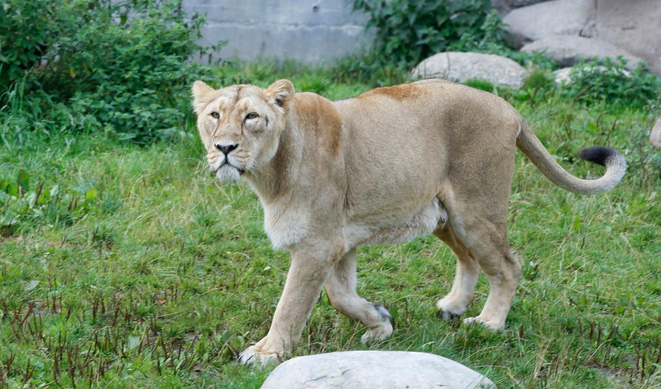 I Italien har en stad satts i beredskap efter att cirkuslejon rymt. Lejonet på bilden hör hemma på Aalborg Zoo. Arkivbild. Foto: Terje Pedersen/NTB-TT