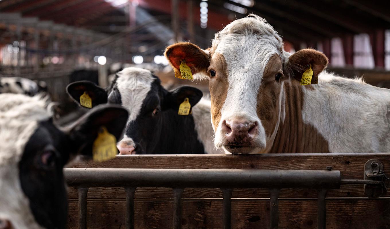 Lycksele kommun har köpt in tio kor av lokala bönder. Köttet ska senare användas i skolkök och äldreomsorgen. Arkivbild. Foto: Johan Nilsson/TT