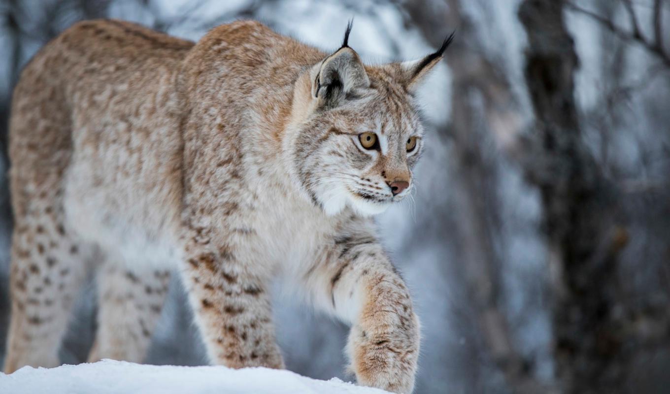 En ny avhandling visar att det finns flera orsaker till att lodjuren återhämtat sig i södra Sverige. Arkivbild. Foto: Heiko Junge/NTB/TT