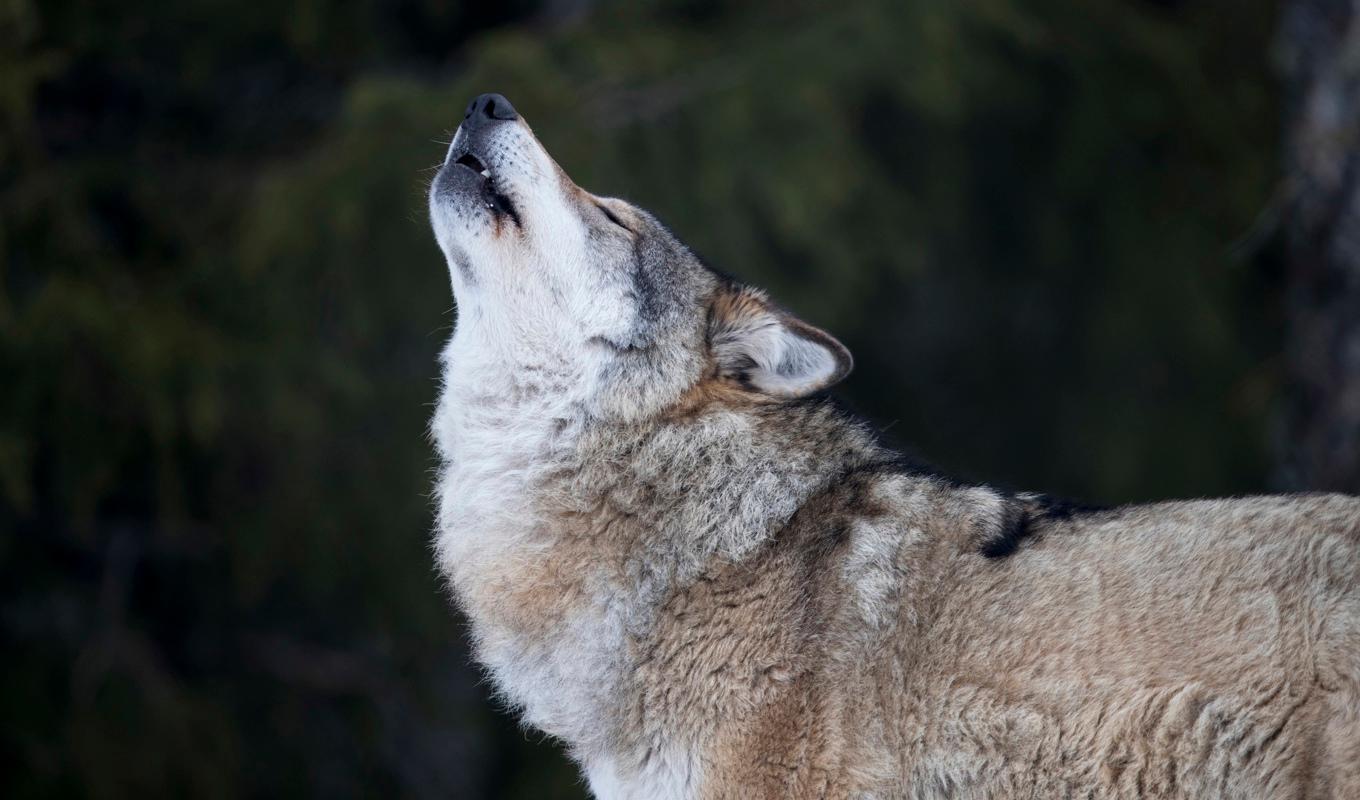 Nu ska Jordbruksverket se över lagen som förbjuder varghybrider. På bilden syns en äkta varg – ingen hybrid. Arkivbild. Foto: Heiko Junge/NTB scanpix/TT